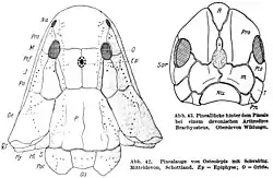Extinct Osteolepis, showing prominent scleral ring on its parietal eye