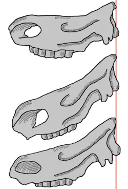 Skulls from top to bottom. Merck's rhinoceros S. kirchbergensis, the narrow-nosed rhinoceros S. hemitoechus and the woolly rhinoceros, showing the difference in head angle