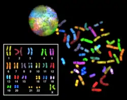 A multi-coloured sphere, and a set of chromosomes listed in a data table