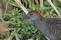 Slaty-breasted rail in East Kolkata Wetlands, West Bengal, India
