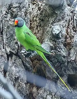 Green parrot with darker wings, blue nape, and dark grey head