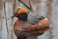 Horned grebe, Kyrksjölötens naturreservat, Stockholm