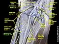 Gracilis muscle