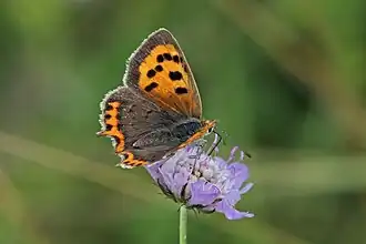 female L. p. eleus Buckinghamshire