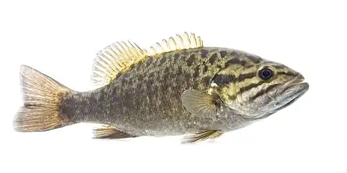 Smallmouth Bass (Micropterus dolomieu)