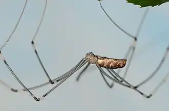 juvenile S. natalensis