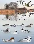 ID composite