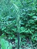 Young sprout of Smilax herbacea at 2' in height