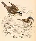 Smithornis capensis capensis, 1838