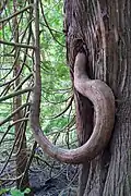 An interesting branch of a cedar tree