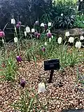 Kew Royal Botanic Gardens, UK