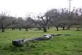 No Man's Orchard