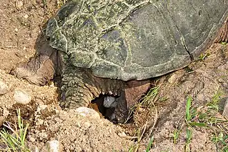 Egg laying