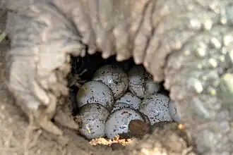 Eggs