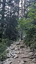 Trail to the lake