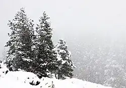 The narrow conical shape of boreal conifers, and their downward-drooping limbs, help them shed snow.[5]