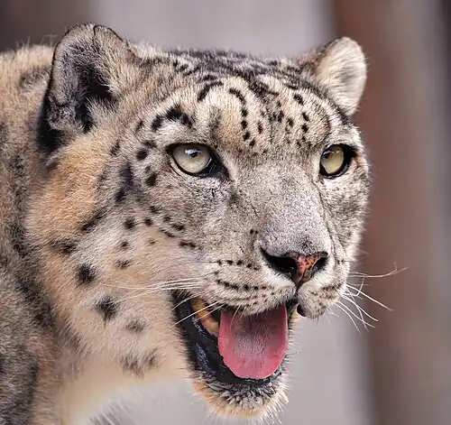 Image 9 Snow leopard Photograph: Tambako The Jaguar A portrait of a snow leopard (Panthera uncia) at the Rheintal Zoo in Germany. This species of big cat in the genus Panthera is native to the mountain ranges of Central and South Asia. The snow leopard's adaptations for life in a cold, mountainous environment include a stocky body, thick fur, small rounded ears to minimize heat loss, and a short muzzle with unusually large nasal cavities that help the animal breathe the cold, thin air. More selected pictures