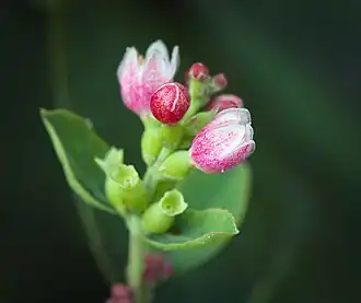 Buds