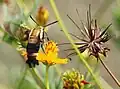 Hemaris diffinis on cosmos
