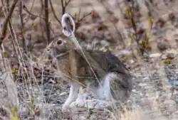 A brown hare with patches of white fur