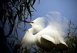 Breeding plumage