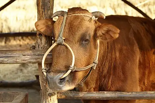 A cow, in 2011