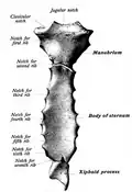 Sternum seen posteriorly