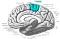Medial view of a human right cerebral hemisphere. Paracentral lobule is labeled at top center, in blue.