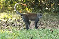 Gray monkey