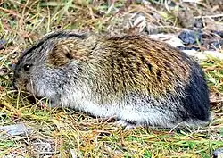 Gray and brown lemming
