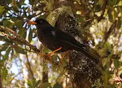 At Tres de Junio, Costa Rica