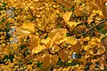 Autumn foliage of the Korean mountain ash (Alniaria alnifolia)