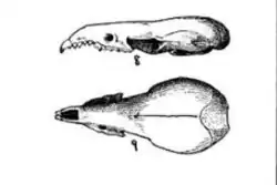 Drawing of shrew skulls