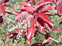 Sourwood in autumn foliage on top of Pilot Mtn., NC.