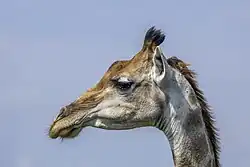Closeup photograph of a giraffe head