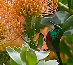 Leucospermum