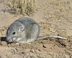 Gray mouse