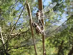 Mating pair