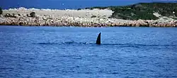 Southern right whale at Lipson Cove, Spencer Gulf, South Australia. Lipson Island Conservation Park appears in the background.