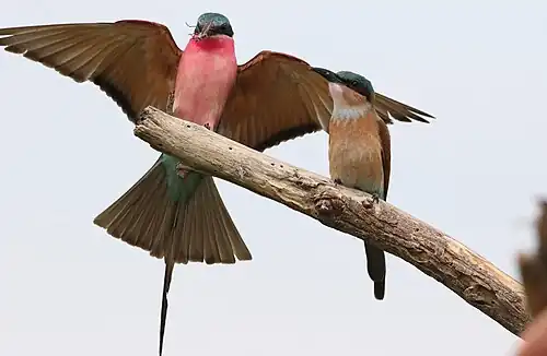 Adult with juvenile