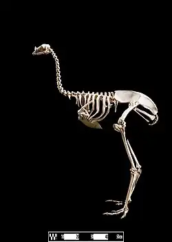 Skeletal mount (note damaged skull)