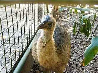 Southern cassowary chick at the Cooberrie Park Wildlife Sanctuary, 2011