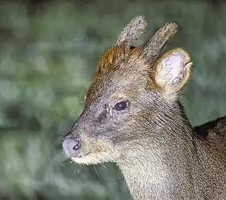 Male