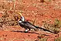 Tossing small food item for swallowing, Tswalu