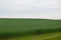 Wheat field on Southwest Road