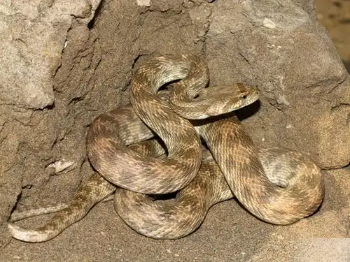 In Iran
