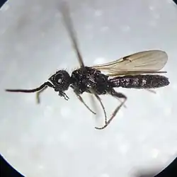 Example specimen
