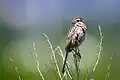 At 600&nbsp;mm, f/6.3