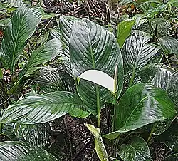In the wild in Jatun Sacha, Ecuador