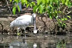 Eurasian spoonbill, Sant'Alessio Siculo